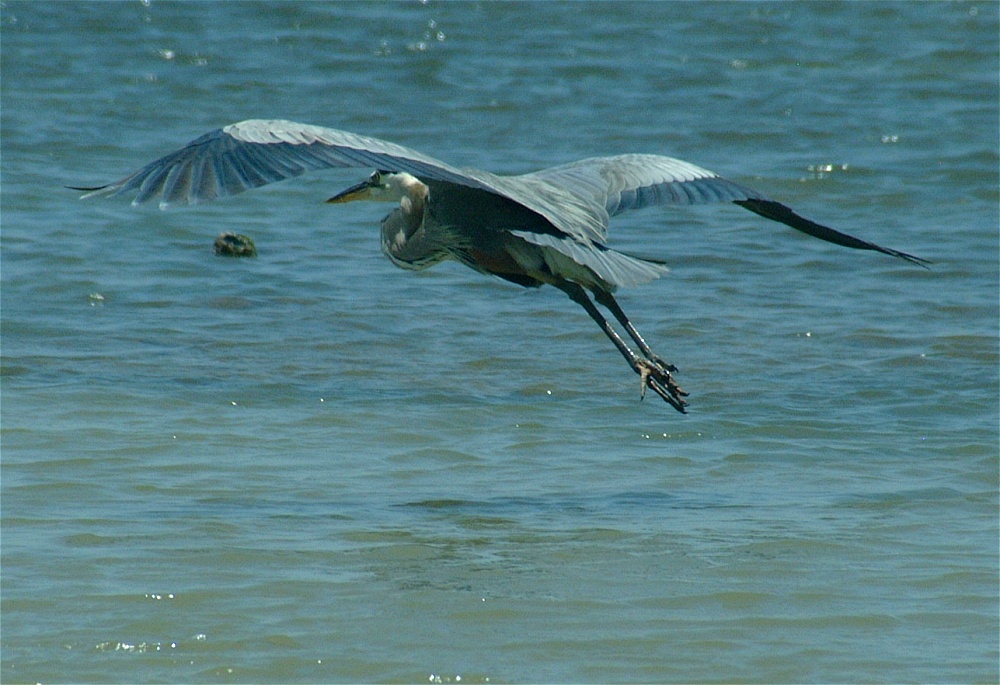 (26) Dscf5289 (great blue heron).jpg   (1000x685)   243 Kb                                    Click to display next picture